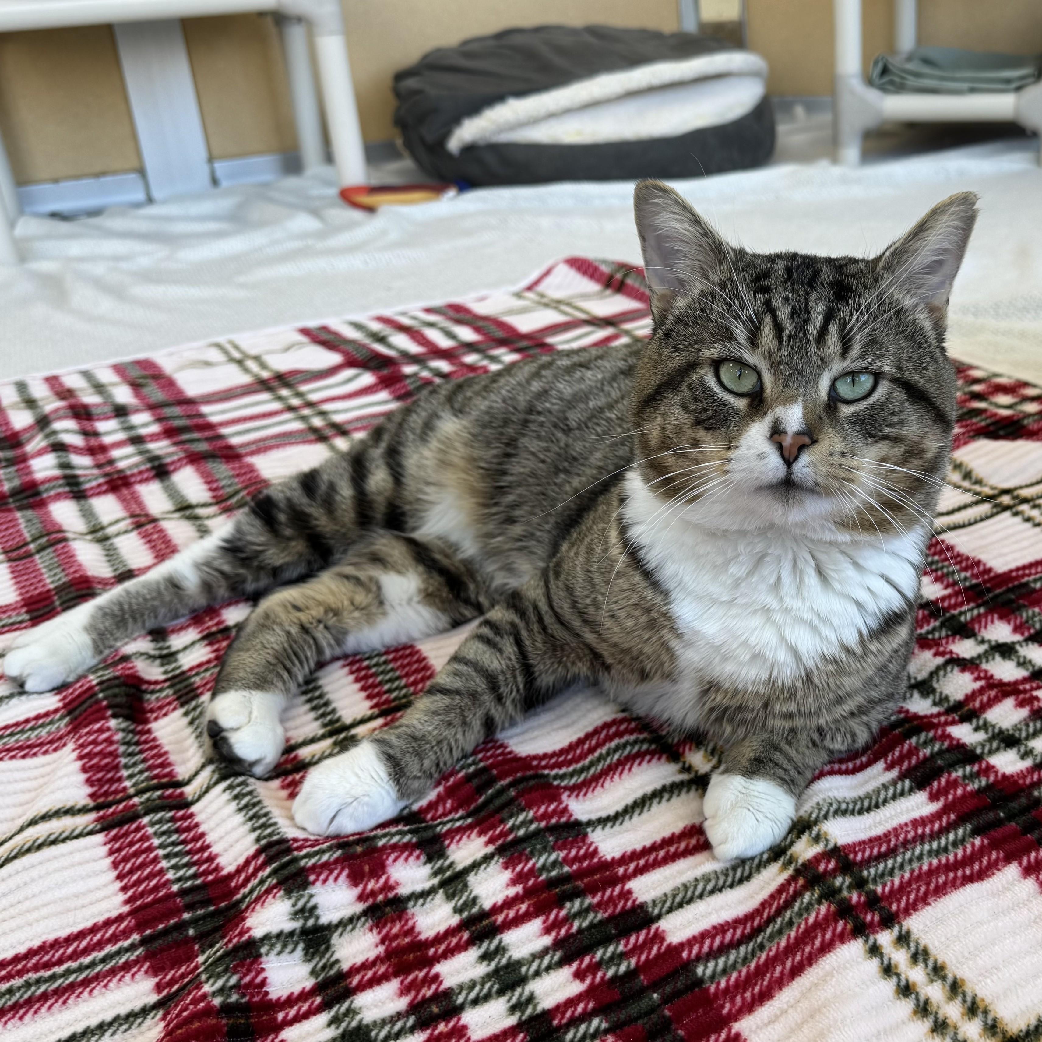 Enlarge Xavier, a ADOPTABLE Tabby in Eatontown, NJ image 1/6