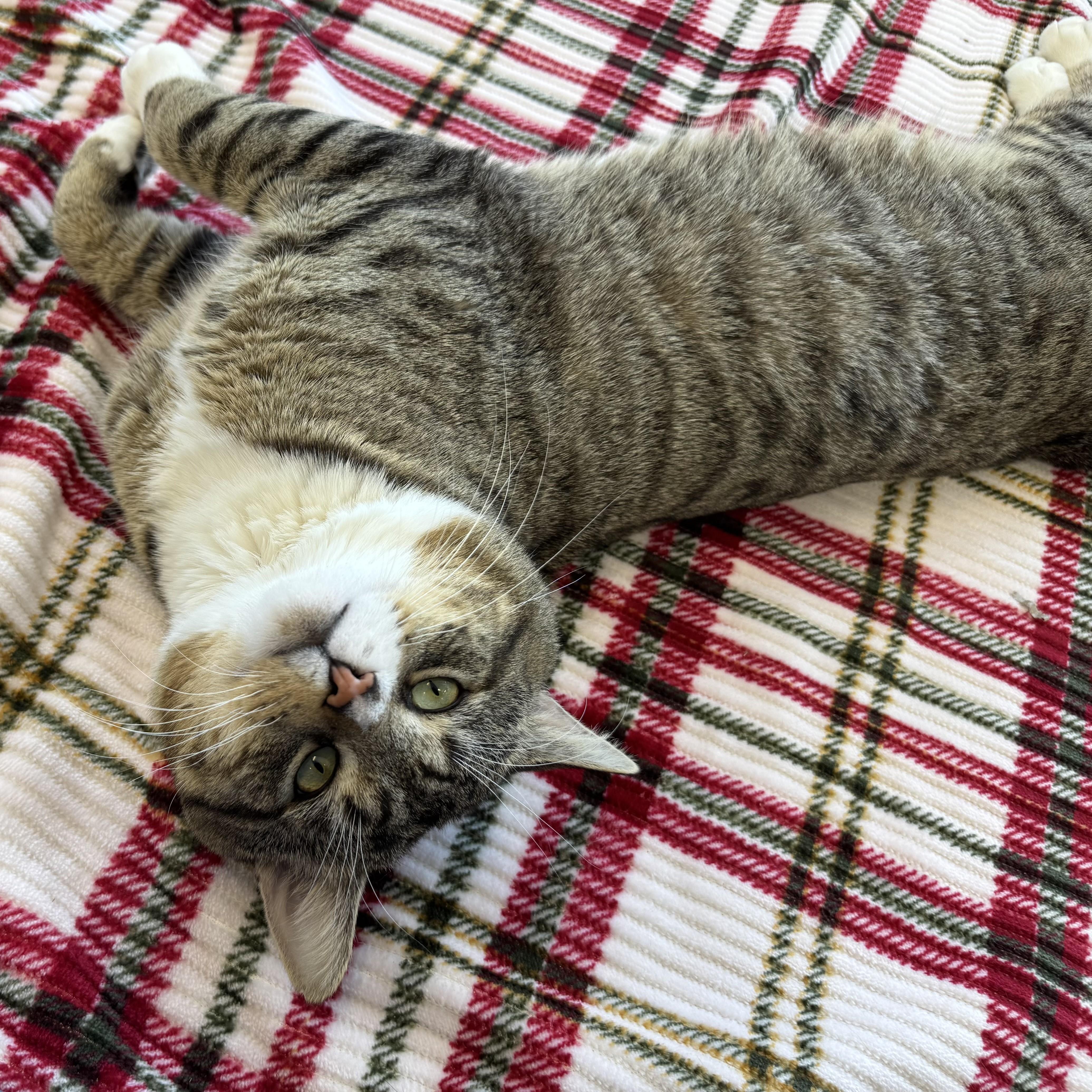 Enlarge Xavier, a ADOPTABLE Tabby in Eatontown, NJ image 4/6