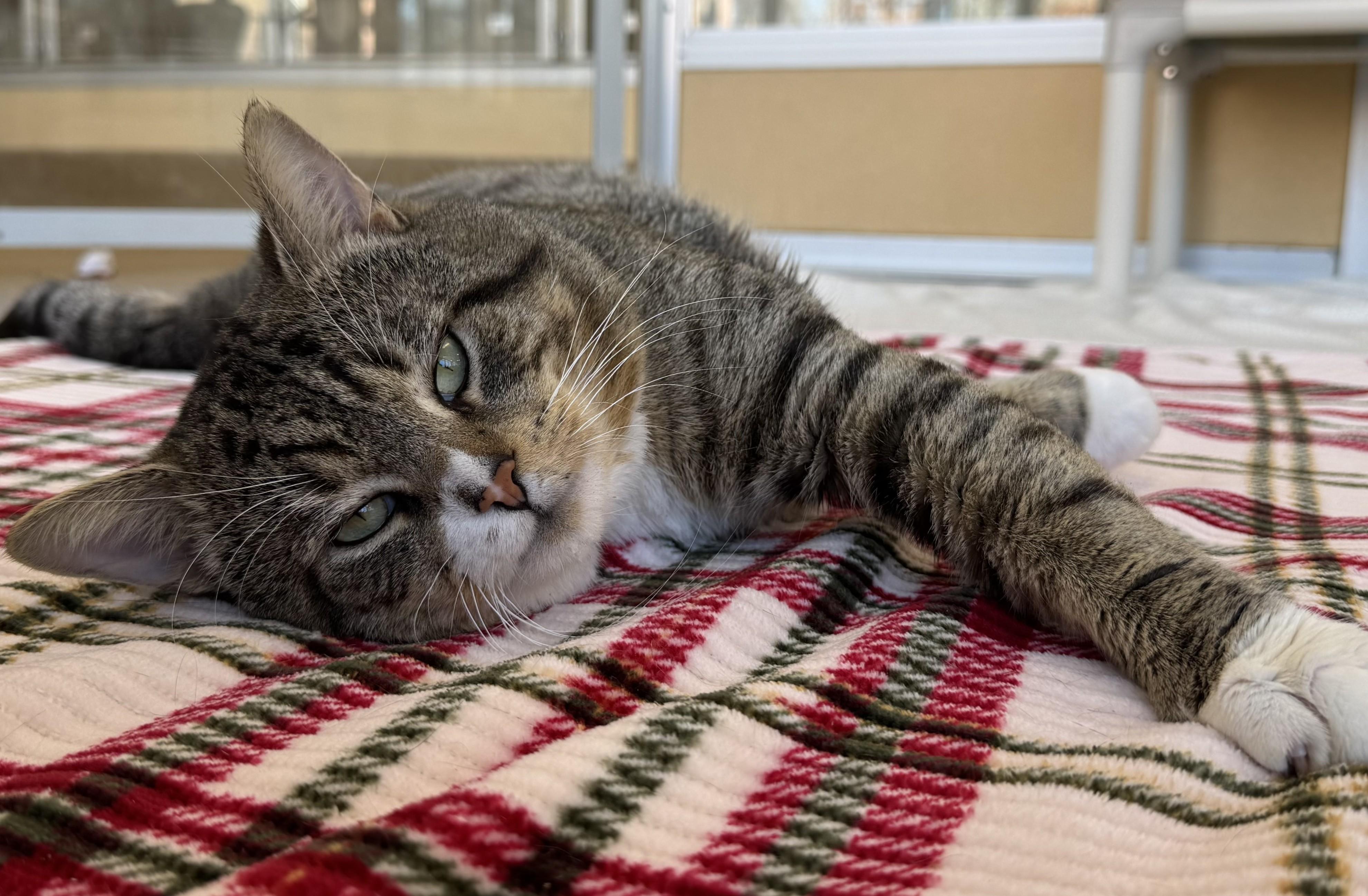 Enlarge Xavier, a ADOPTABLE Tabby in Eatontown, NJ image 2/6