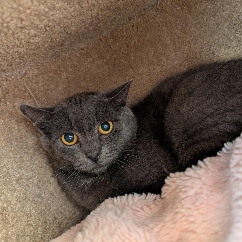 Smokey, Adoptable, Kitten Male Domestic Short Hair.