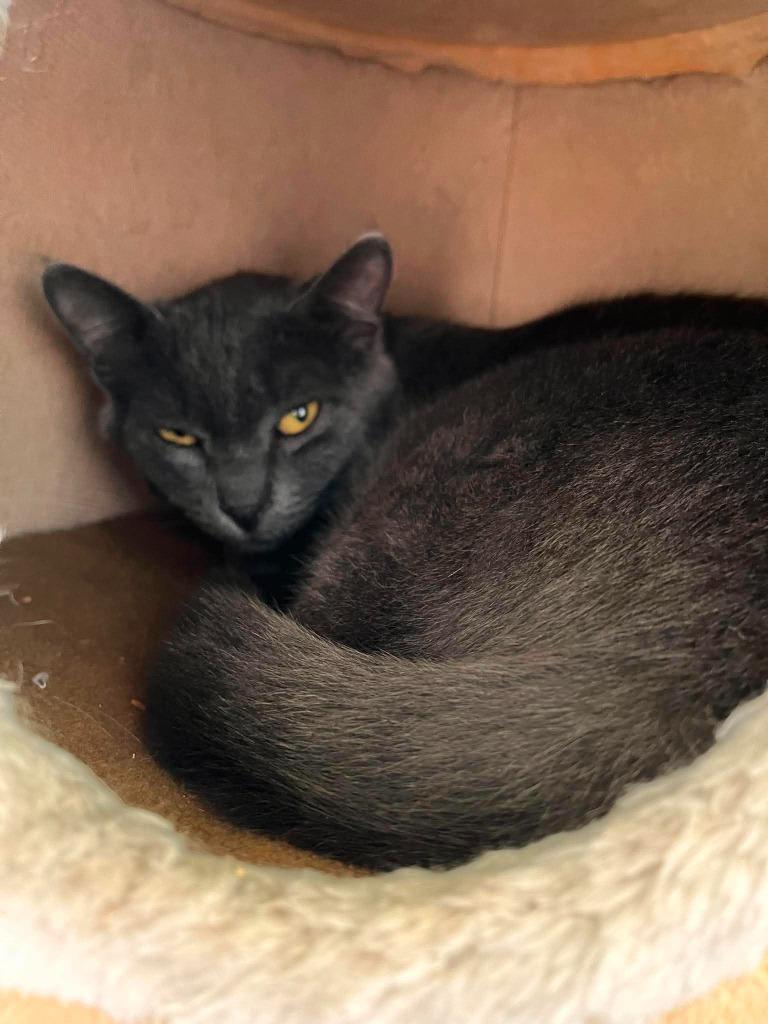 Smokey, a Adoptable mixed breed in Aberdeen, WA image 2/5
