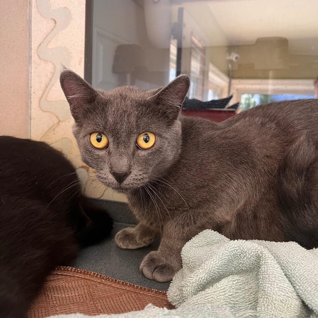 Smokey, a Adoptable mixed breed in Aberdeen, WA image 3/5