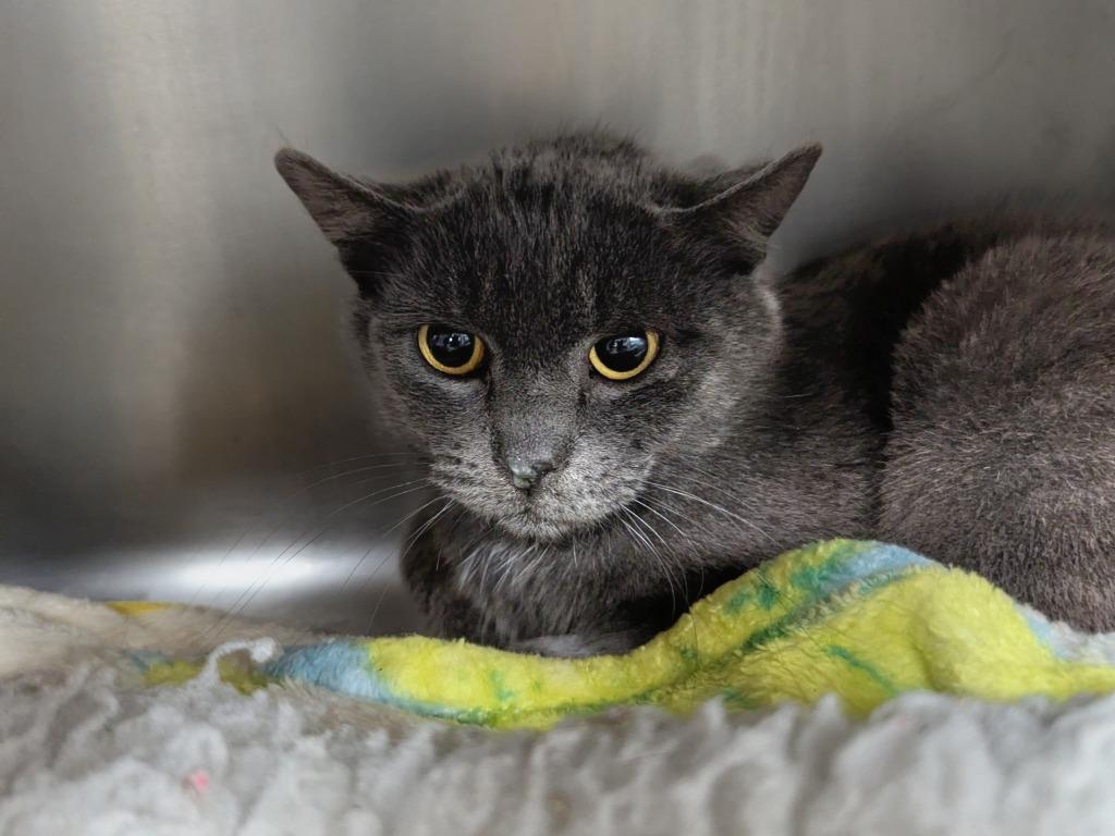 Smokey, a Adoptable mixed breed in Aberdeen, WA image 2/2