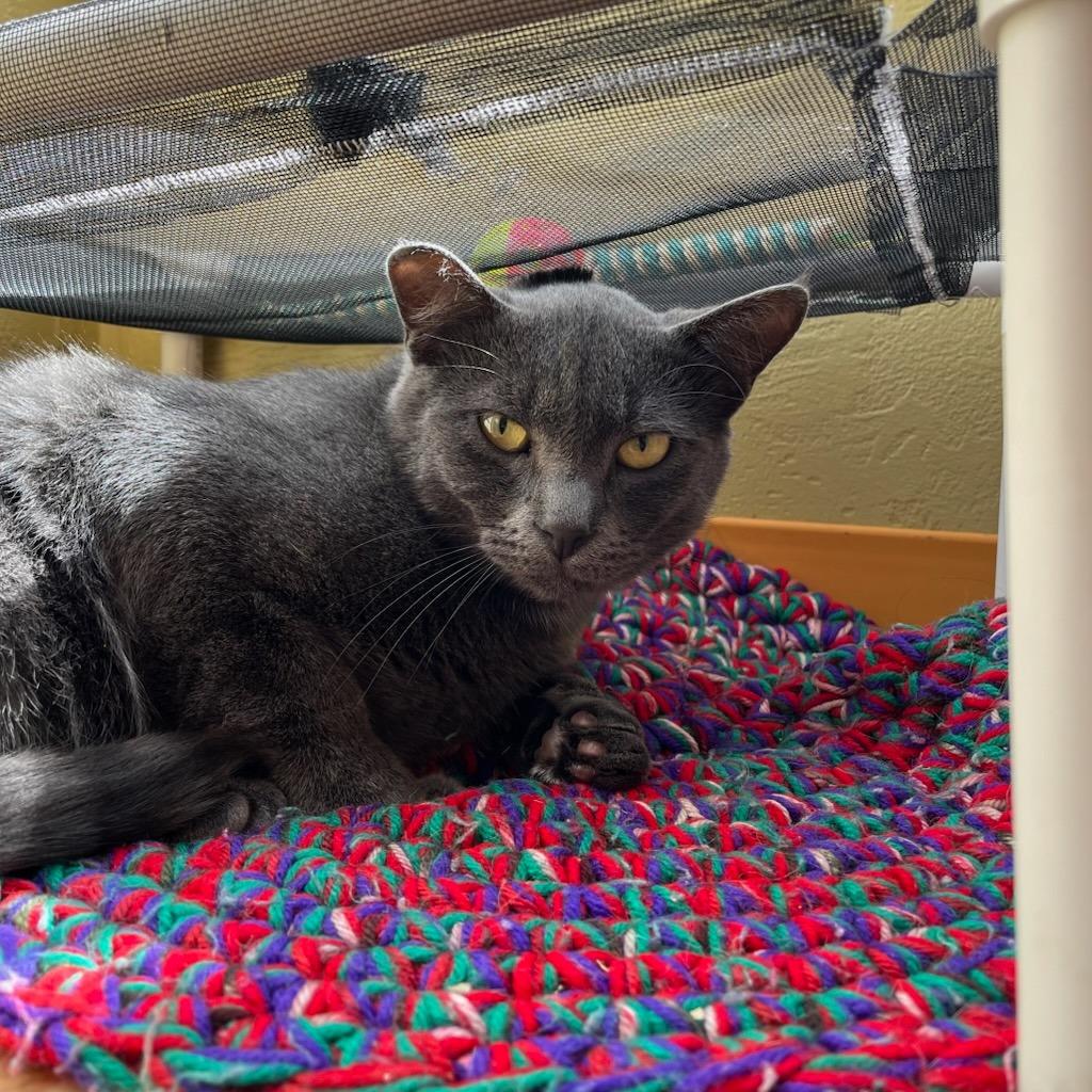 Enlarge Smokey, a Adoptable mixed breed in Aberdeen, WA image 5/6