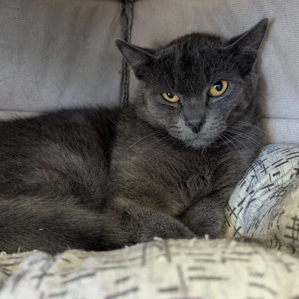 Enlarge Smokey, a Adoptable mixed breed in Aberdeen, WA image 3/3