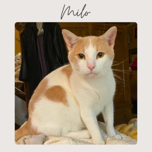 MILO, Adoptable, Adult Male Domestic Short Hair.