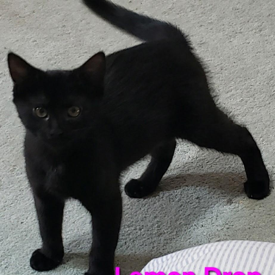 Photo of Lemondrop