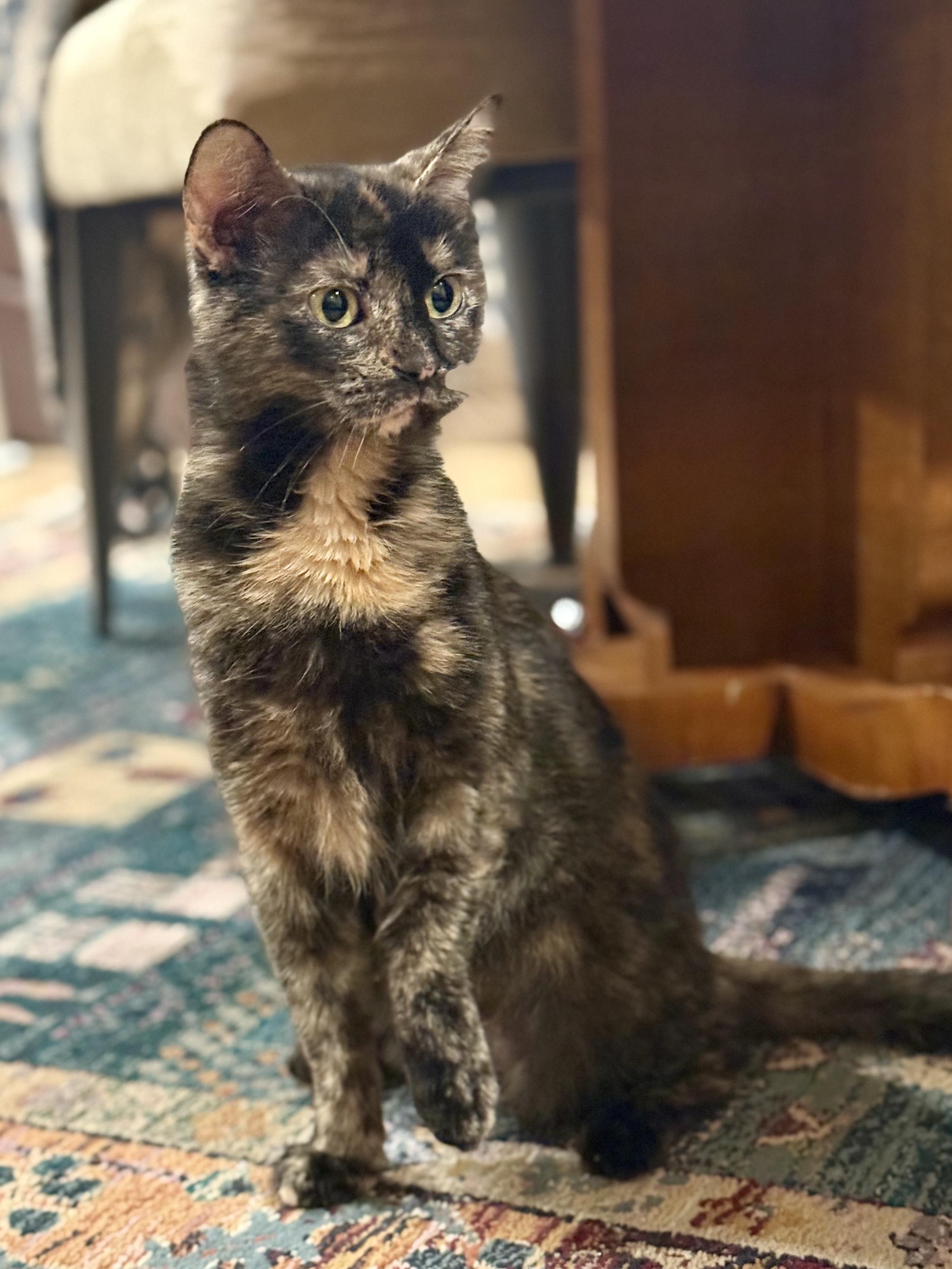 Enlarge Carmel Corn, a Adoptable Domestic Short Hair in Pewaukee, WI image 2/4