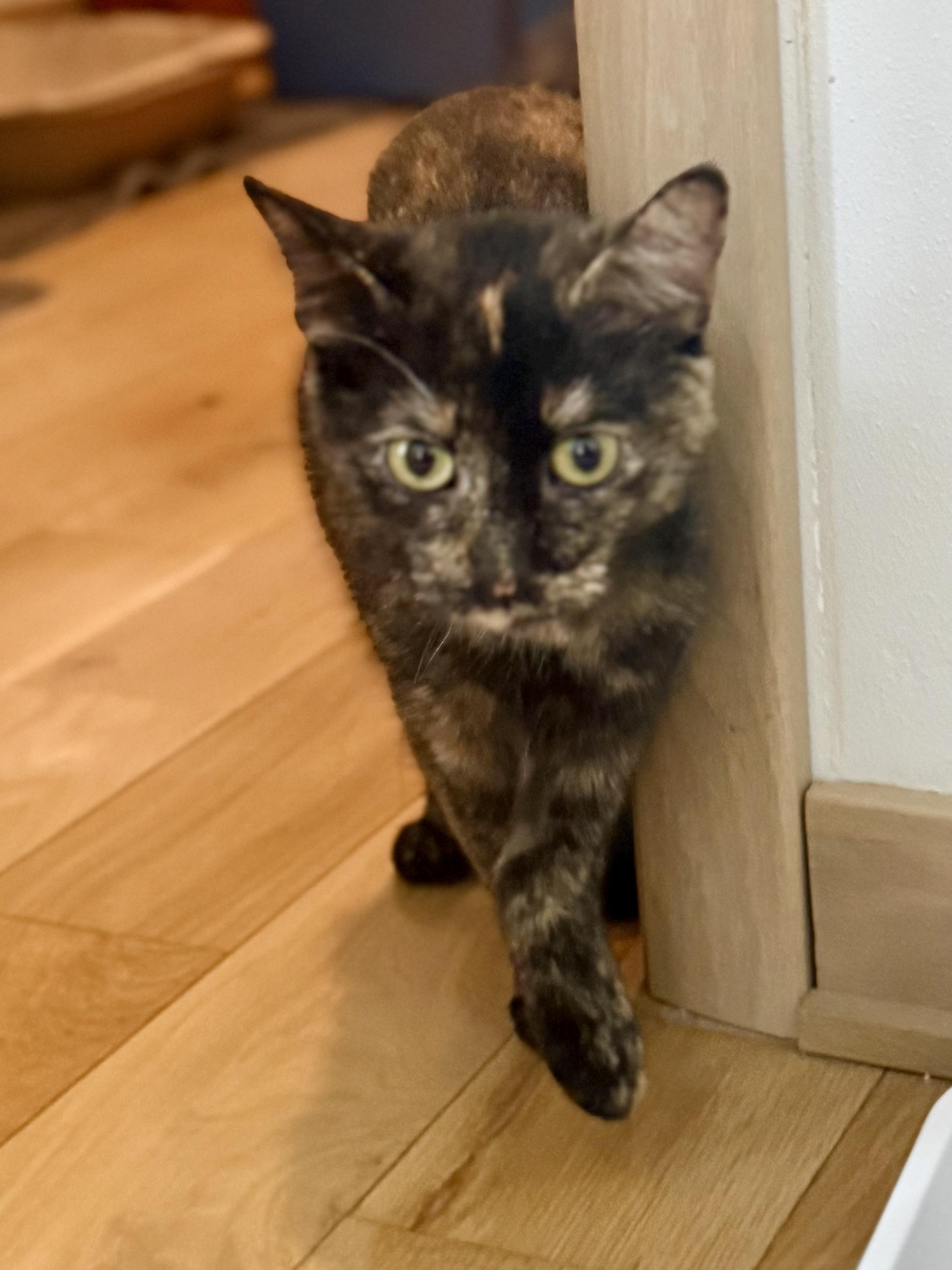 Carmel Corn, Adoptable, Young Female Domestic Short Hair.