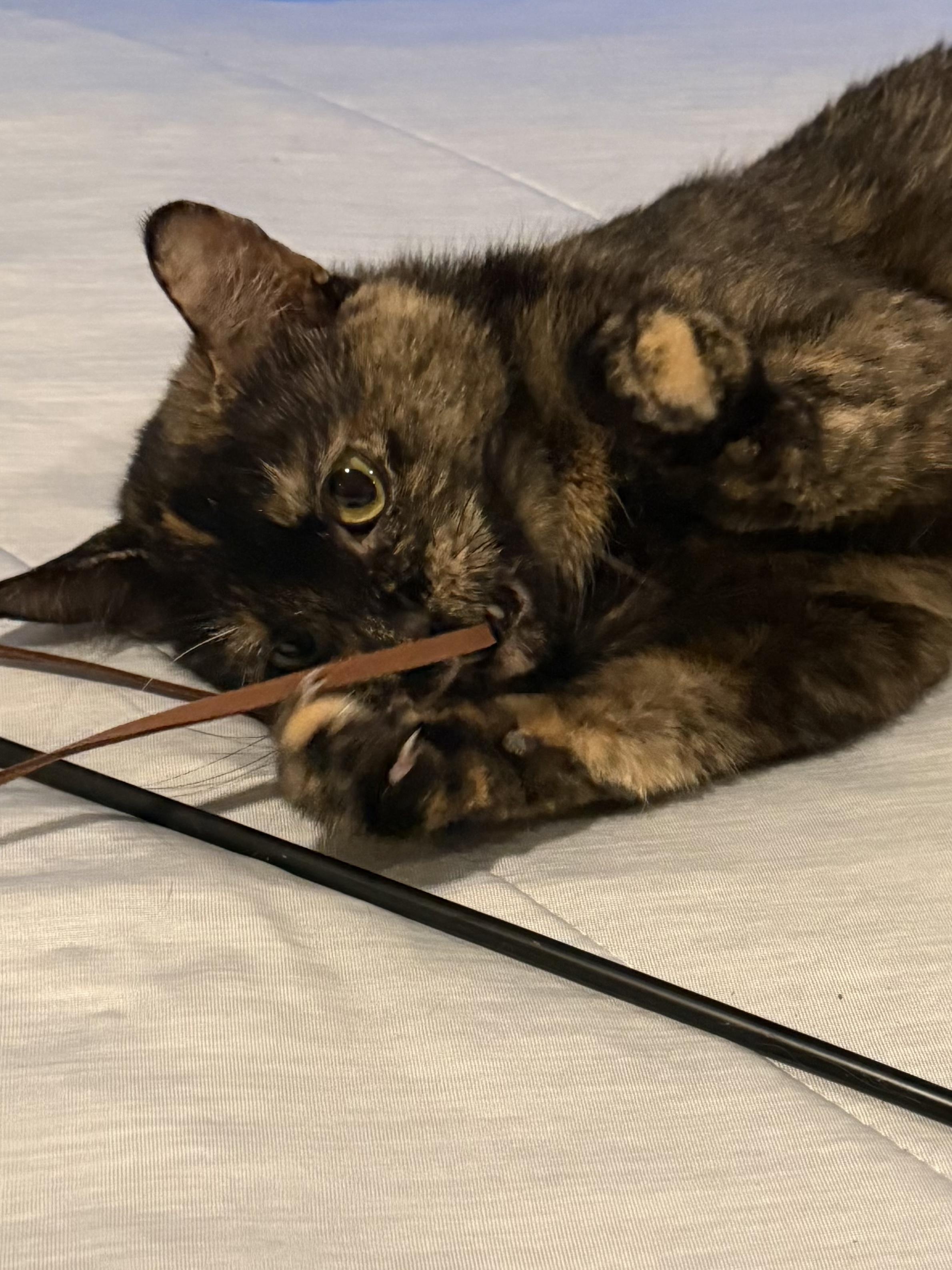 Enlarge Carmel Corn, a Adoptable Domestic Short Hair in Pewaukee, WI image 4/4