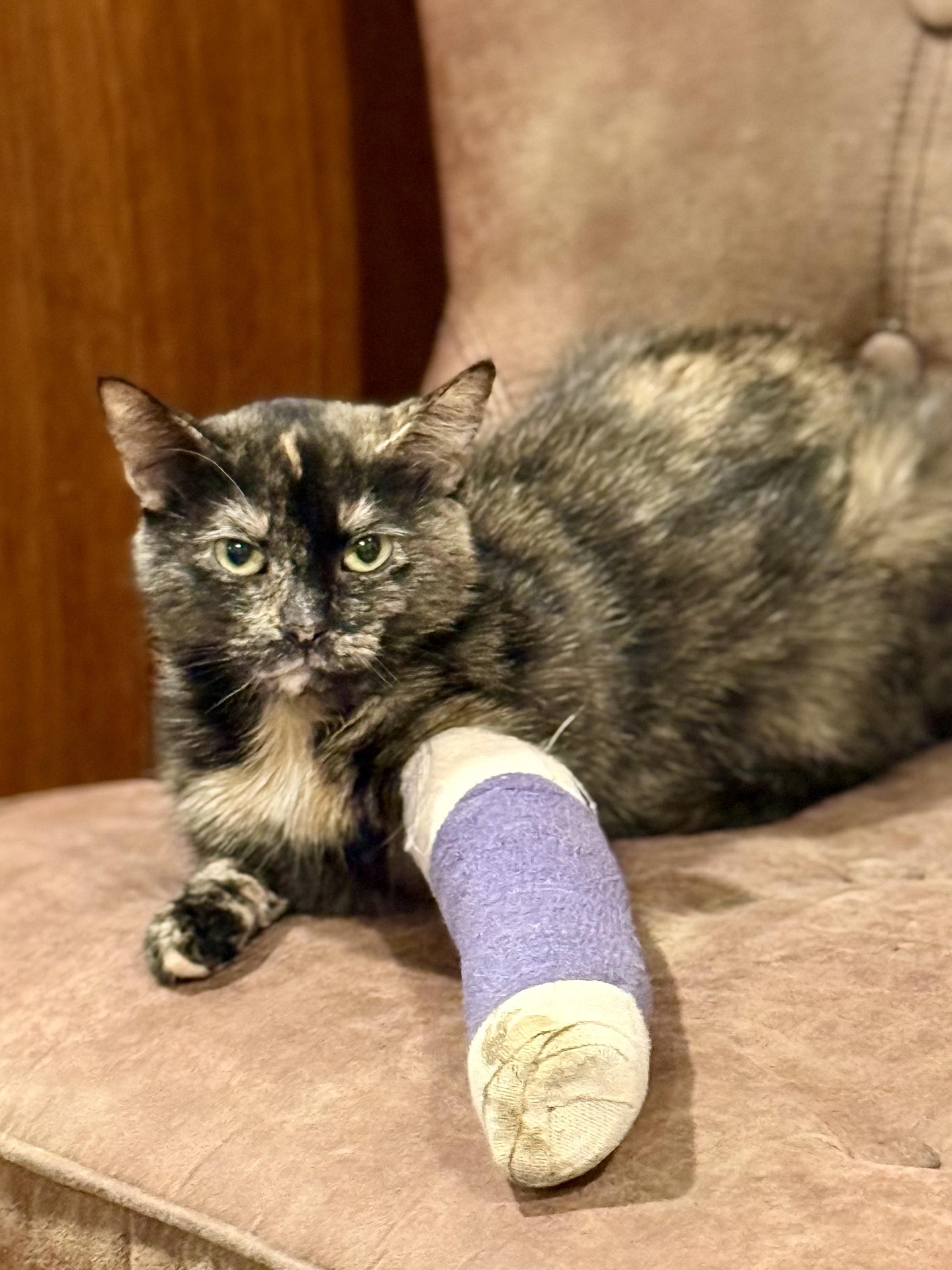 Enlarge Carmel Corn, a Adoptable Domestic Short Hair in Pewaukee, WI image 3/4