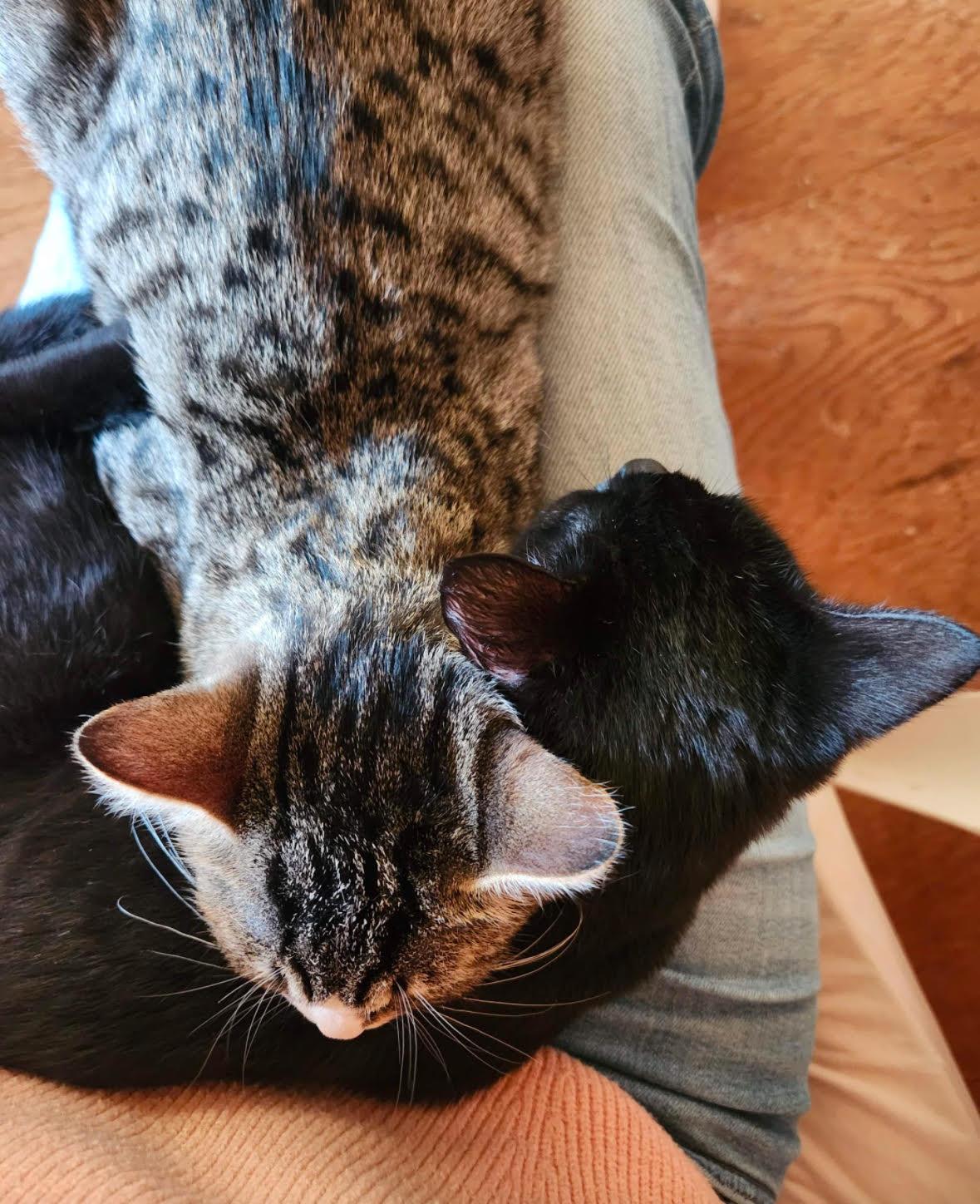 Billy Flynn & Sergeant Fogarty (Male) - BONDED - Must Be Adopted Together, a Adoptable Domestic Short Hair in Anaheim, CA image 6/6