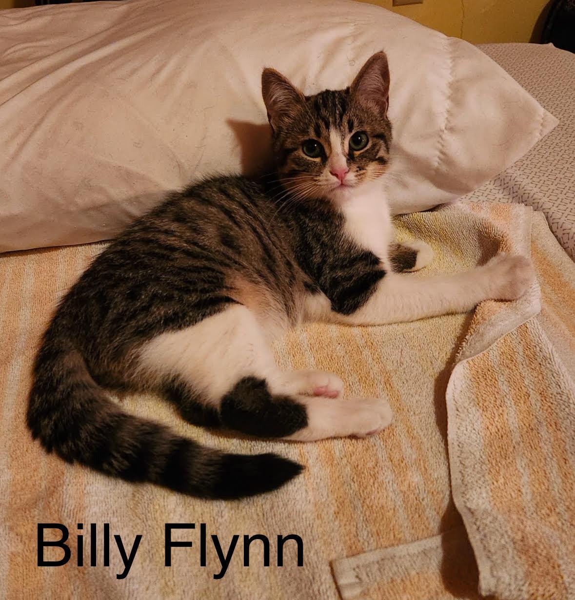Billy Flynn & Sergeant Fogarty (Male) - BONDED - Must Be Adopted Together, a Adoptable Domestic Short Hair in Anaheim, CA image 2/6