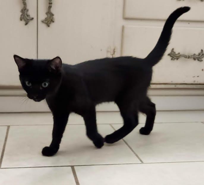 Billy Flynn & Sergeant Fogarty (Male) - BONDED - Must Be Adopted Together