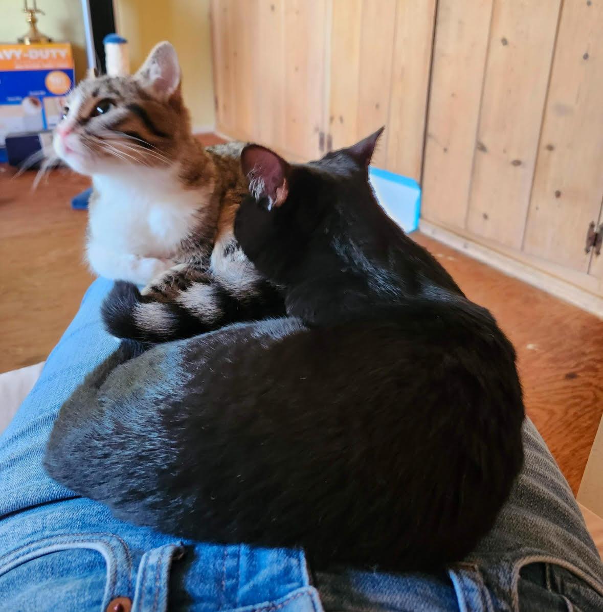 Billy Flynn & Sergeant Fogarty (Male) - BONDED - Must Be Adopted Together, a Adoptable Domestic Short Hair in Anaheim, CA image 5/6