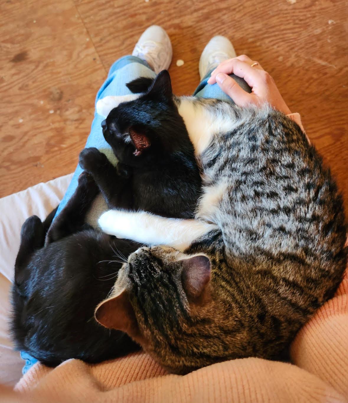 Billy Flynn & Sergeant Fogarty (Male) - BONDED - Must Be Adopted Together, a Adoptable Domestic Short Hair in Anaheim, CA image 1/6