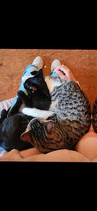 Enlarge Billy Flynn & Sergeant Fogarty (Male) - BONDED - Must Be Adopted Together, a Adoptable Domestic Short Hair in Anaheim, CA video 4/6