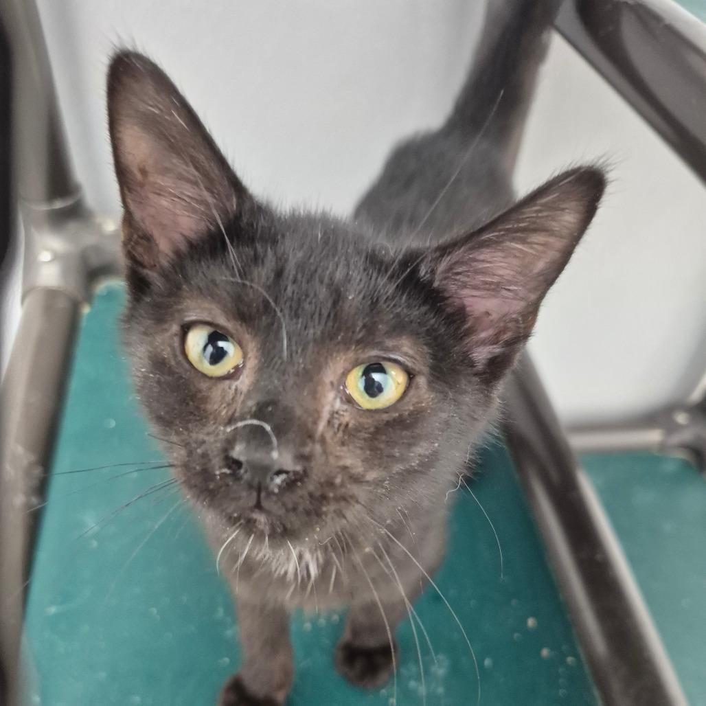 Enlarge Cuda, a Adoptable Domestic Medium Hair in Kingman, KS image 1/3