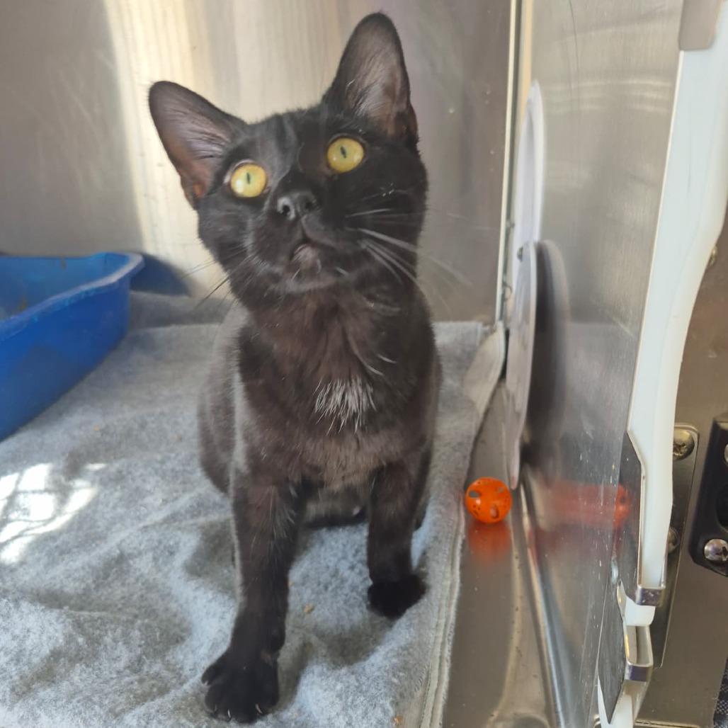 Enlarge Cuda, a Adoptable Domestic Medium Hair in Kingman, KS image 2/3