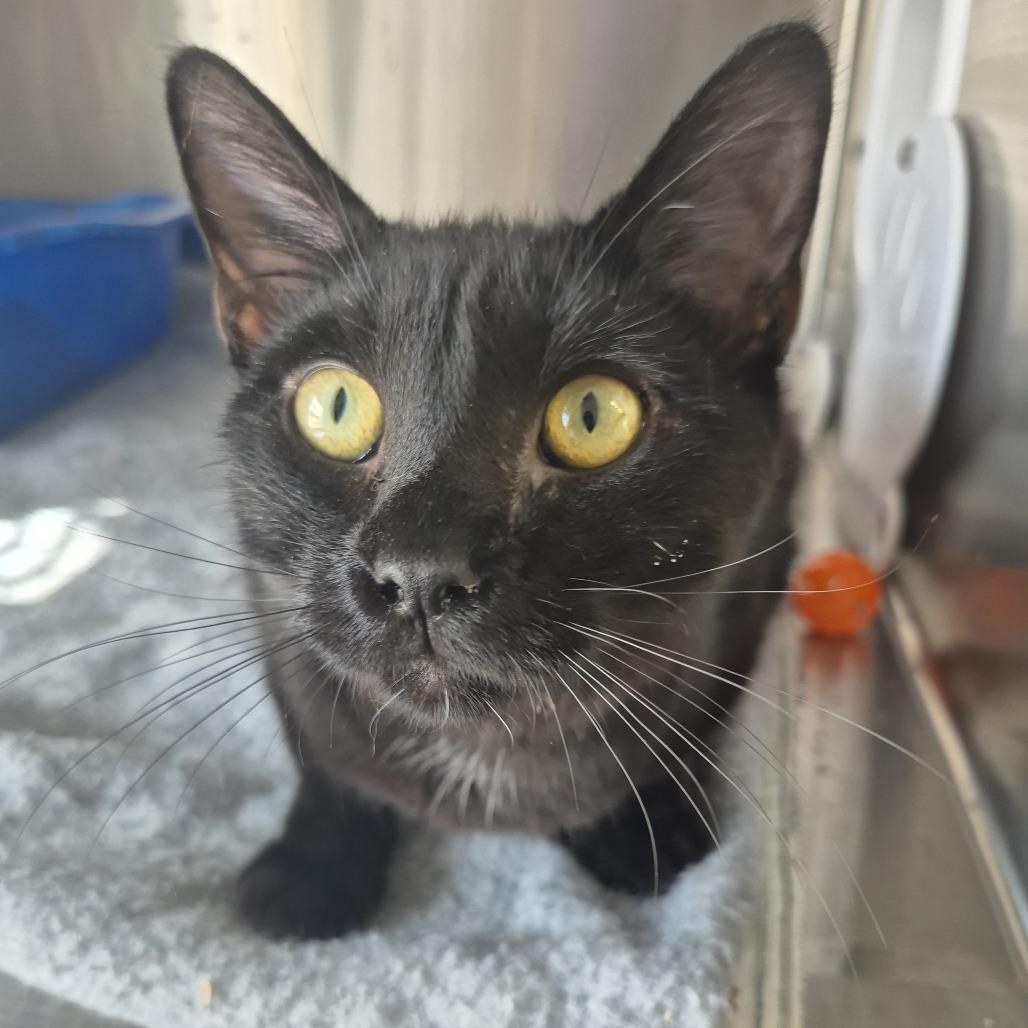 Enlarge Cuda, a Adoptable Domestic Medium Hair in Kingman, KS image 3/3