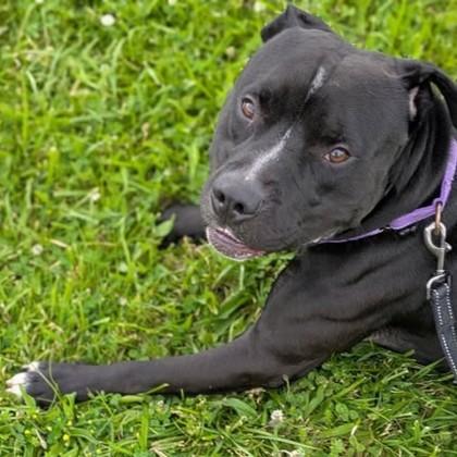 Enlarge Bubba, a Adoptable mixed breed in Syracuse, NY image 1/1