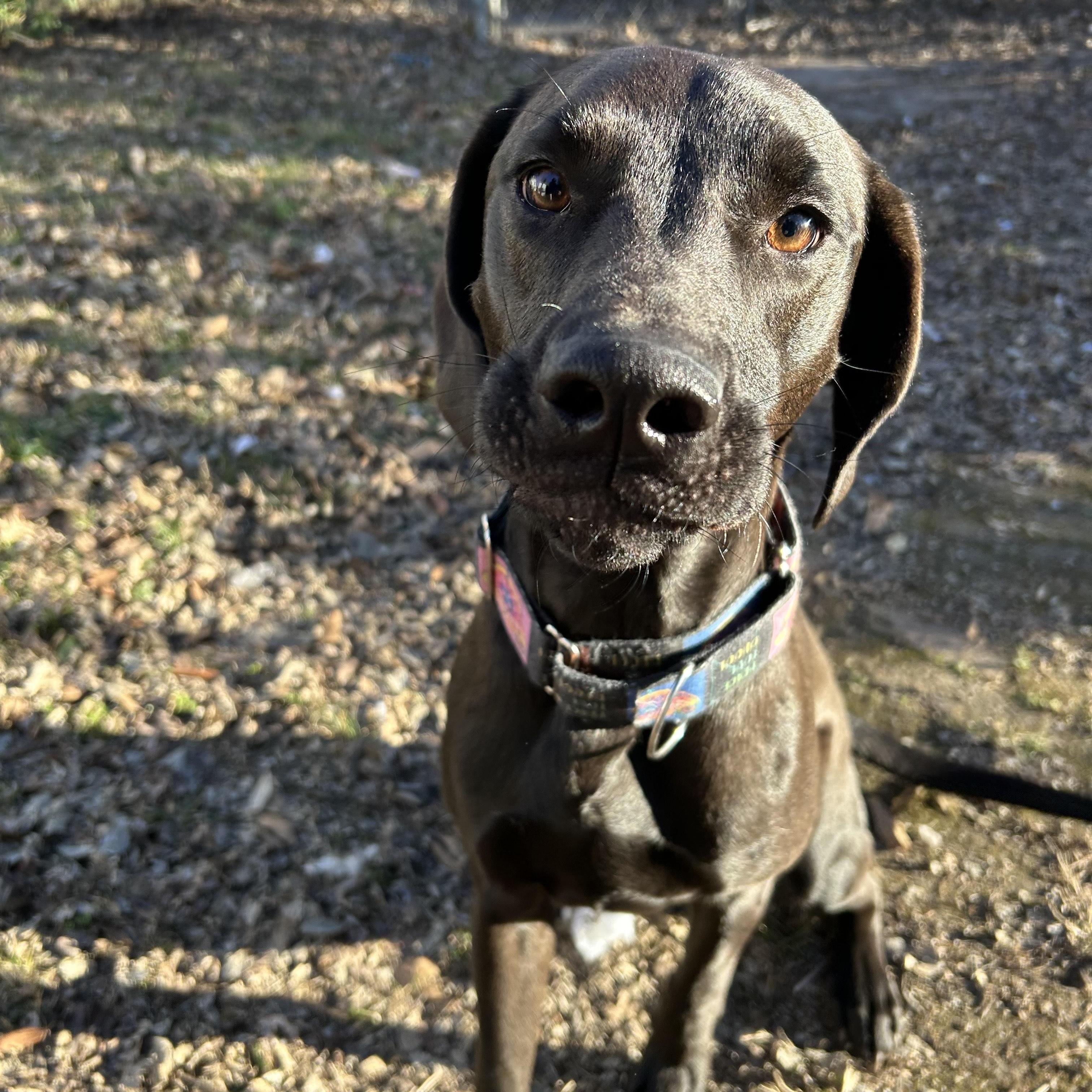 Enlarge Doc, a Adoptable mixed breed in Springfield, MO image 1/3