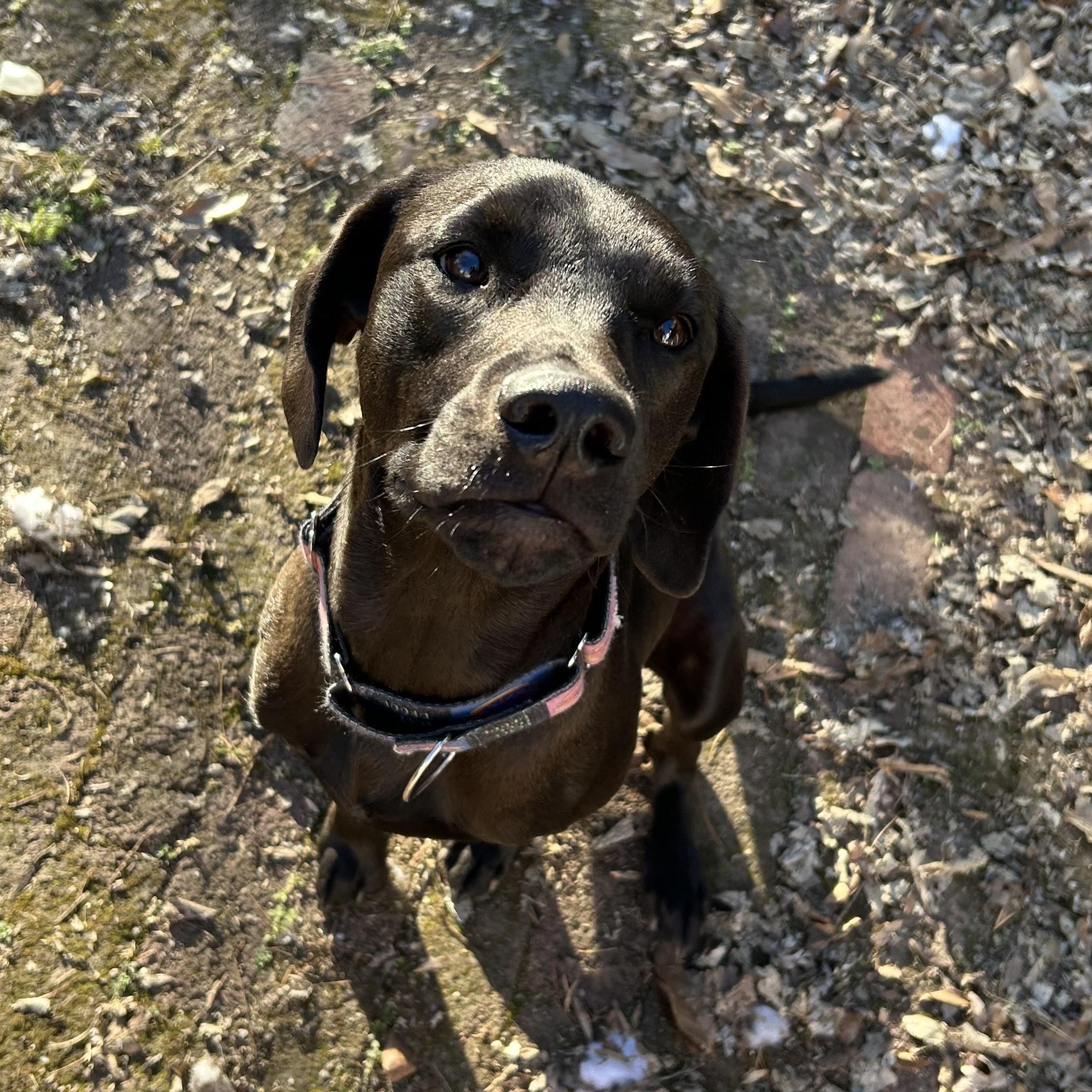 Enlarge Doc, a Adoptable mixed breed in Springfield, MO image 2/3