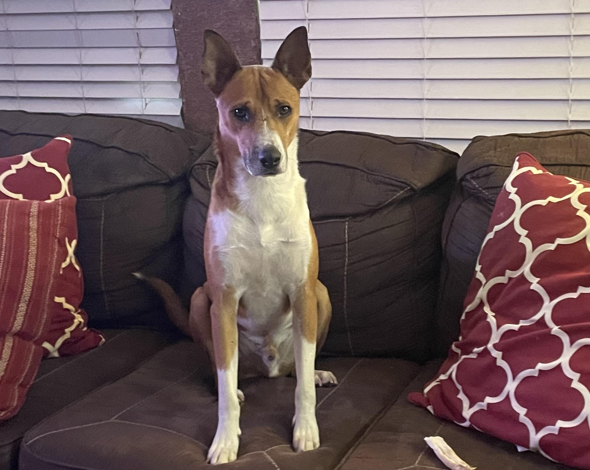 Enlarge Cooper, a Adoptable mixed breed in Cherry Hills Village, CO image 2/6