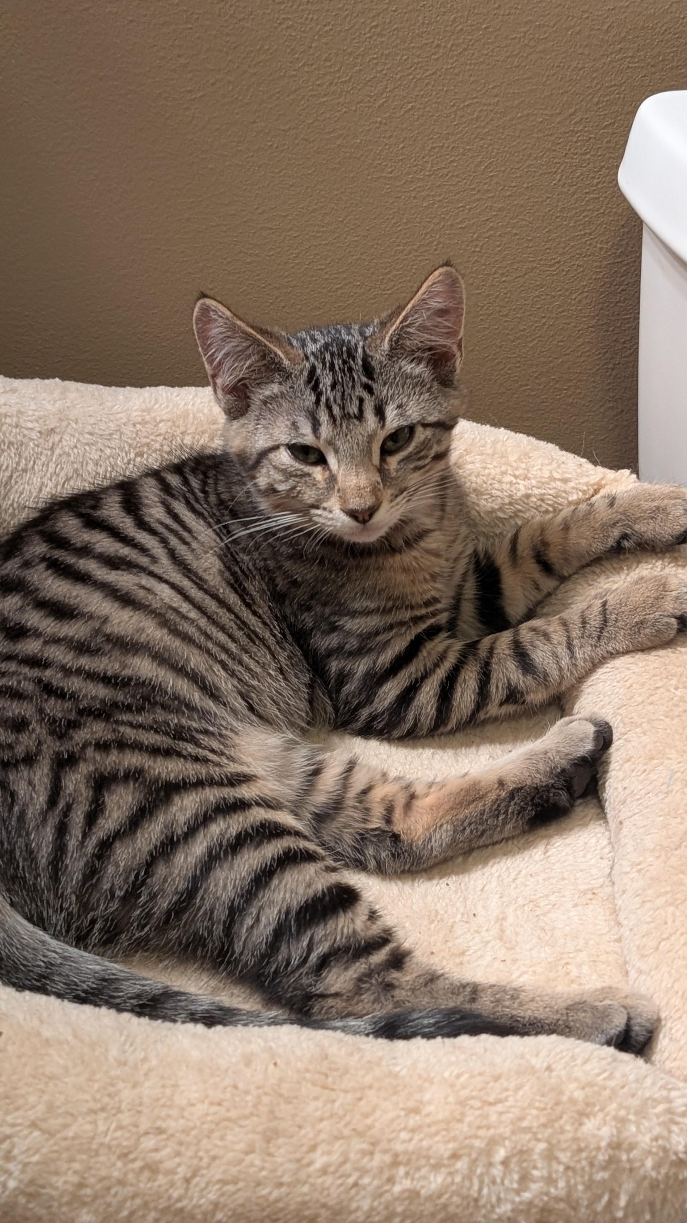 Franklin, ADOPTABLE, Young Male Tabby.