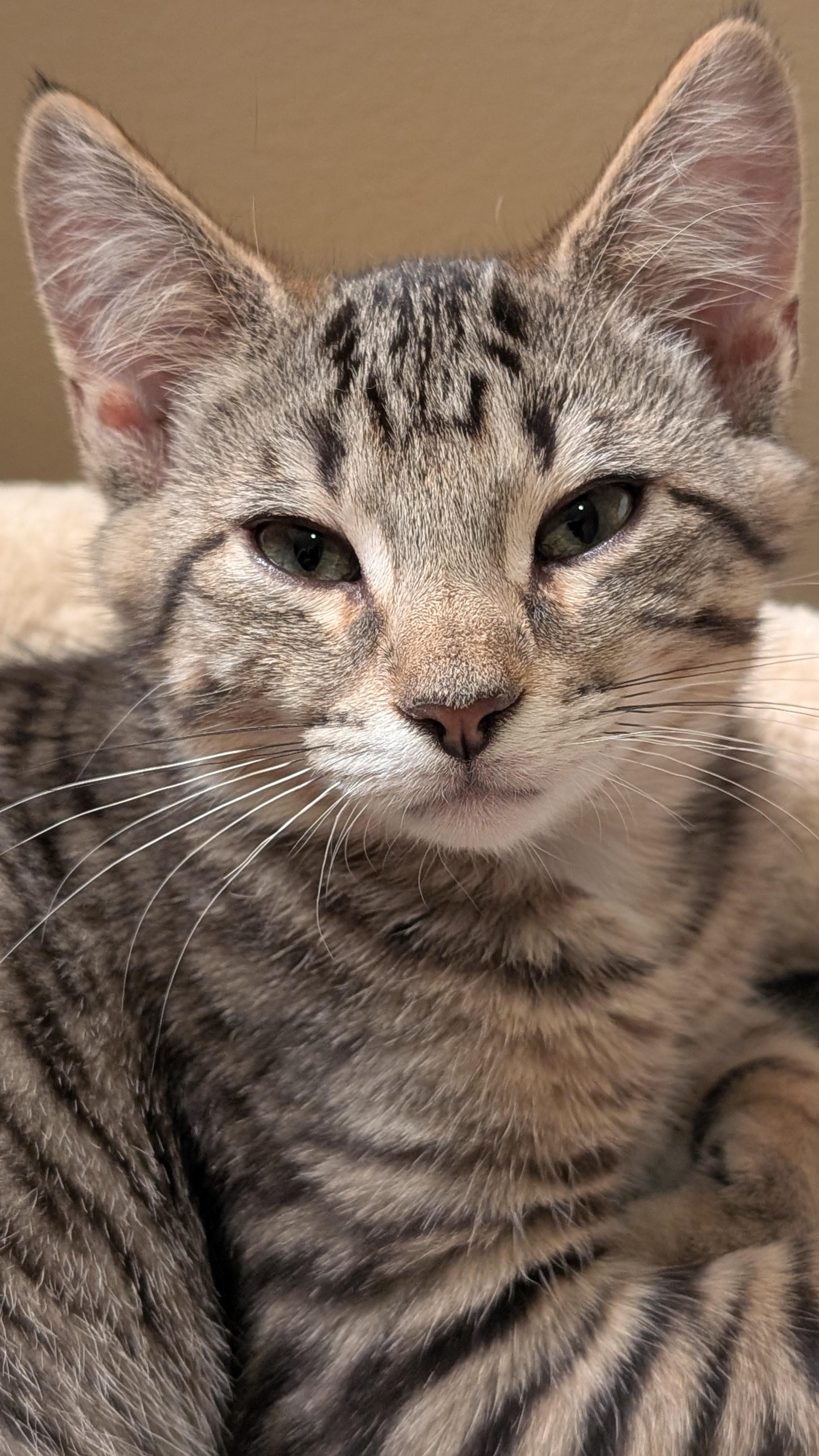 Franklin, a ADOPTABLE Tabby in Morgantown, WV image 3/3
