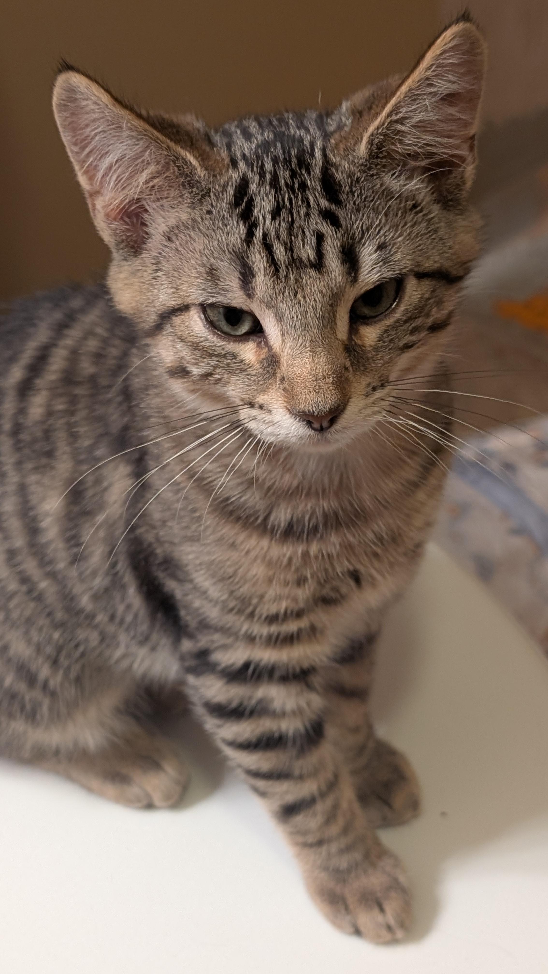 Franklin, a ADOPTABLE Tabby in Morgantown, WV image 2/3
