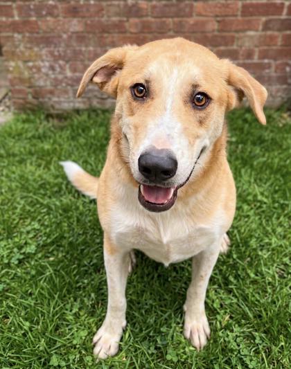 Enlarge Odin, a Adoptable mixed breed in Bowling Green, KY image 1/1