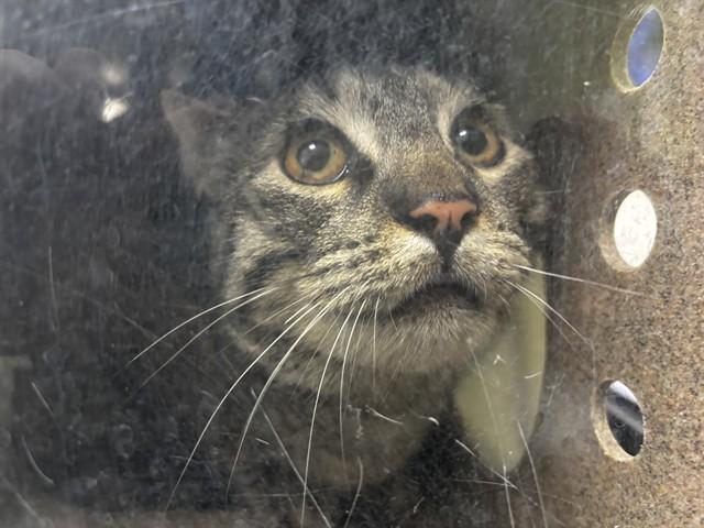 BARNRAINY, Adoptable, Adult Male Domestic Short Hair.