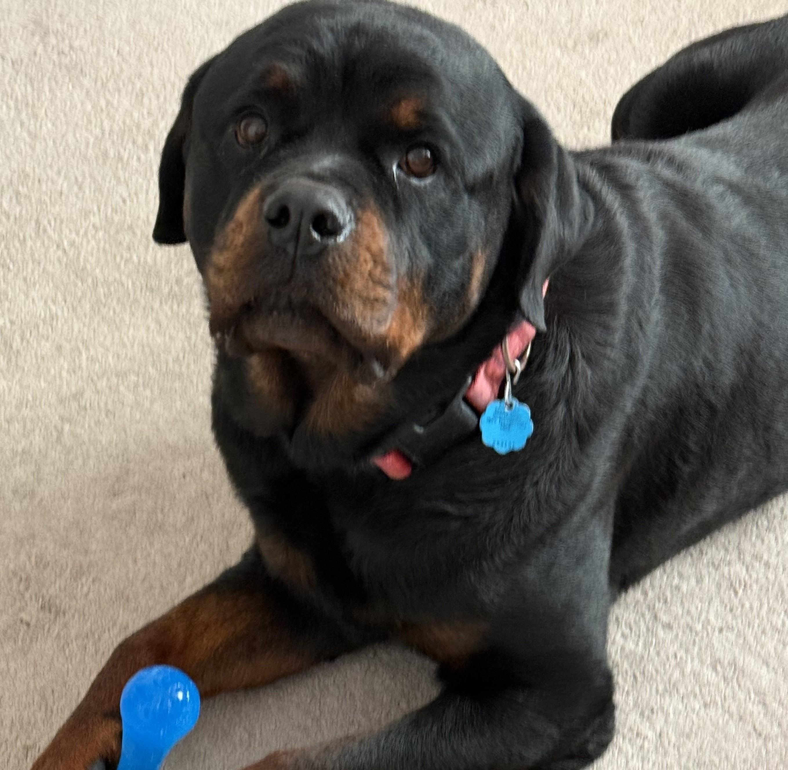 Enlarge Rocco, an adopted Rottweiler in Thayne, WY image 3/3