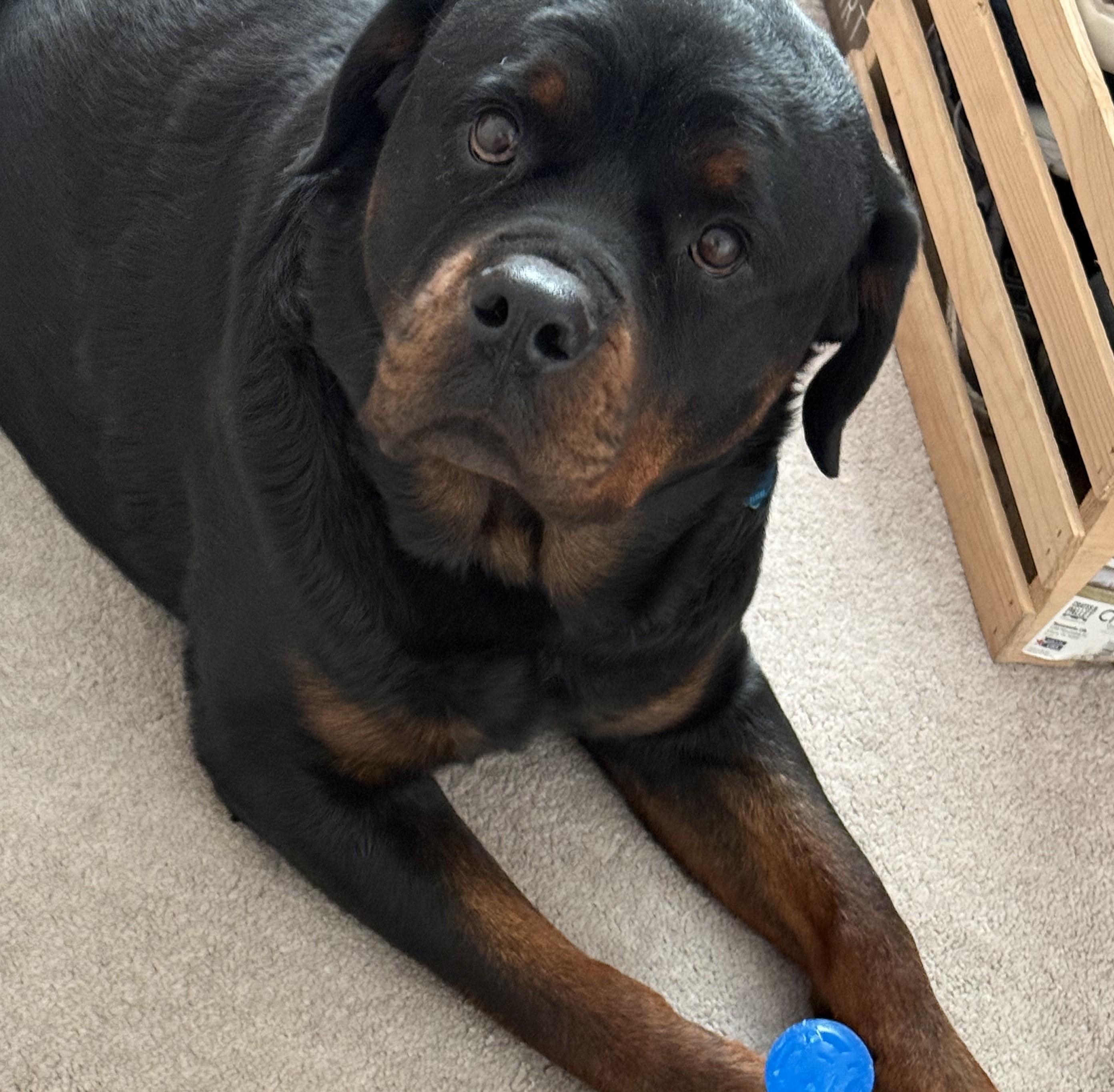 Enlarge Rocco, an adopted Rottweiler in Thayne, WY image 2/3