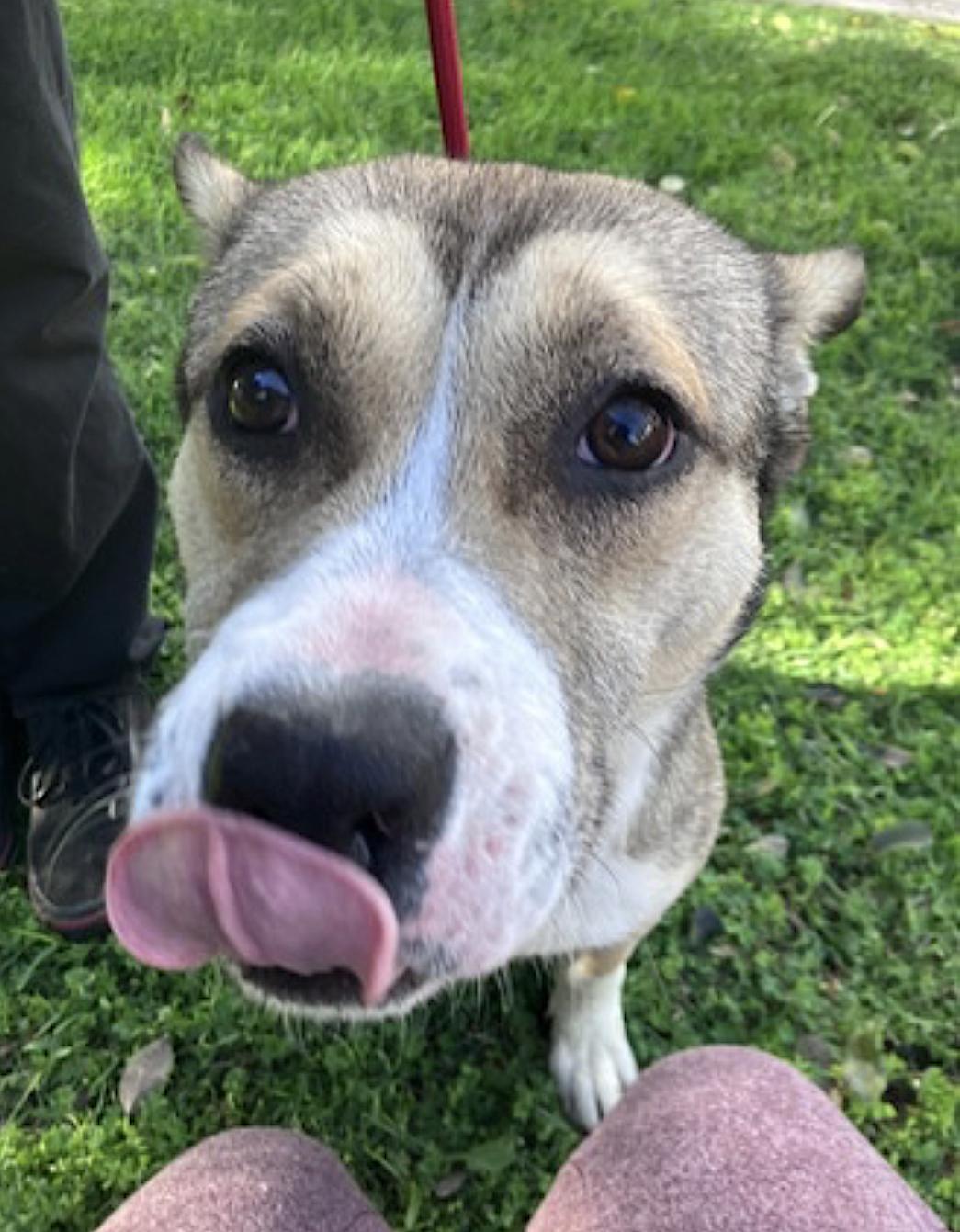 Willow — thumbnail 5