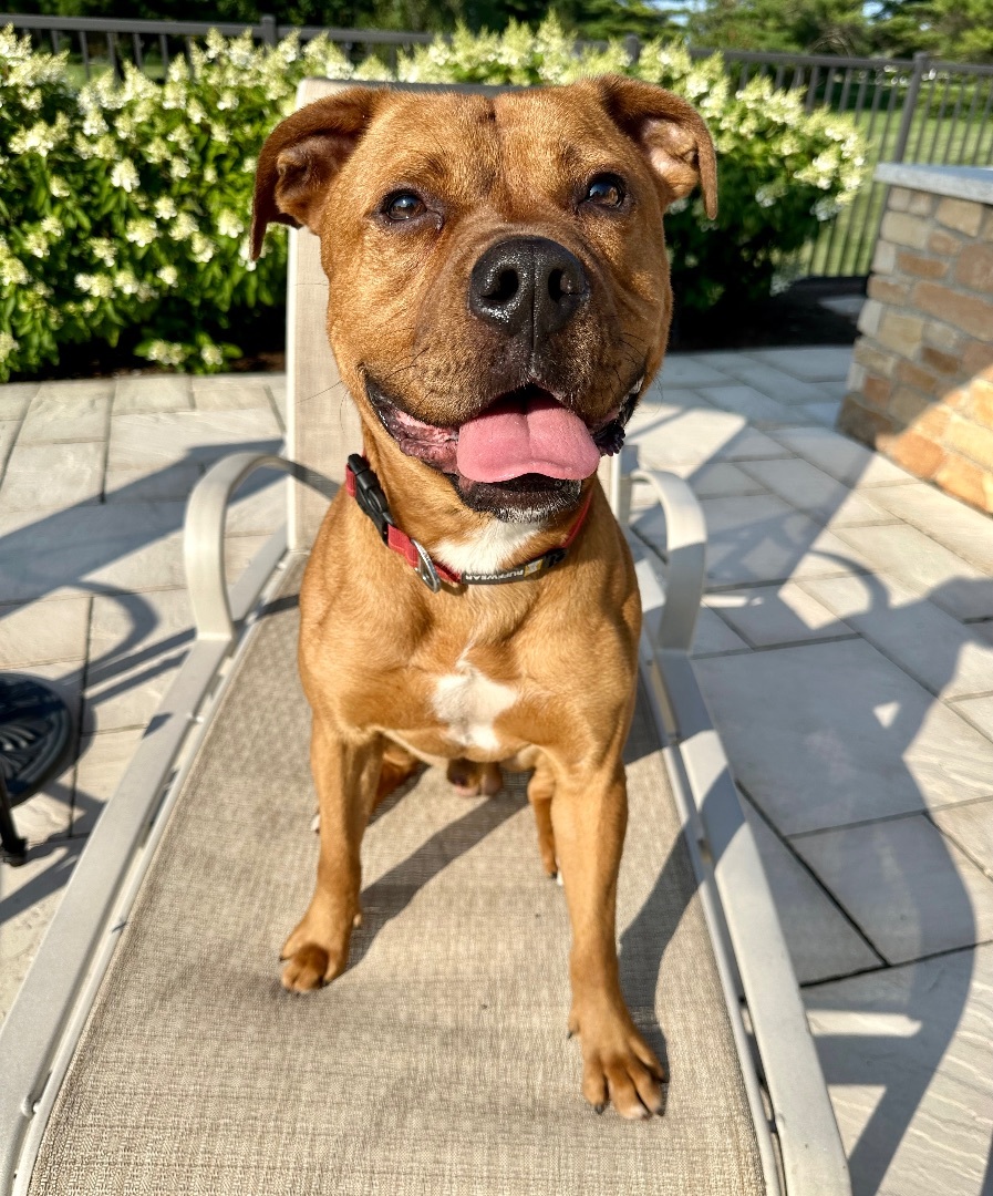 Enlarge Turk , a Adoptable mixed breed in Naperville, IL image 2/4