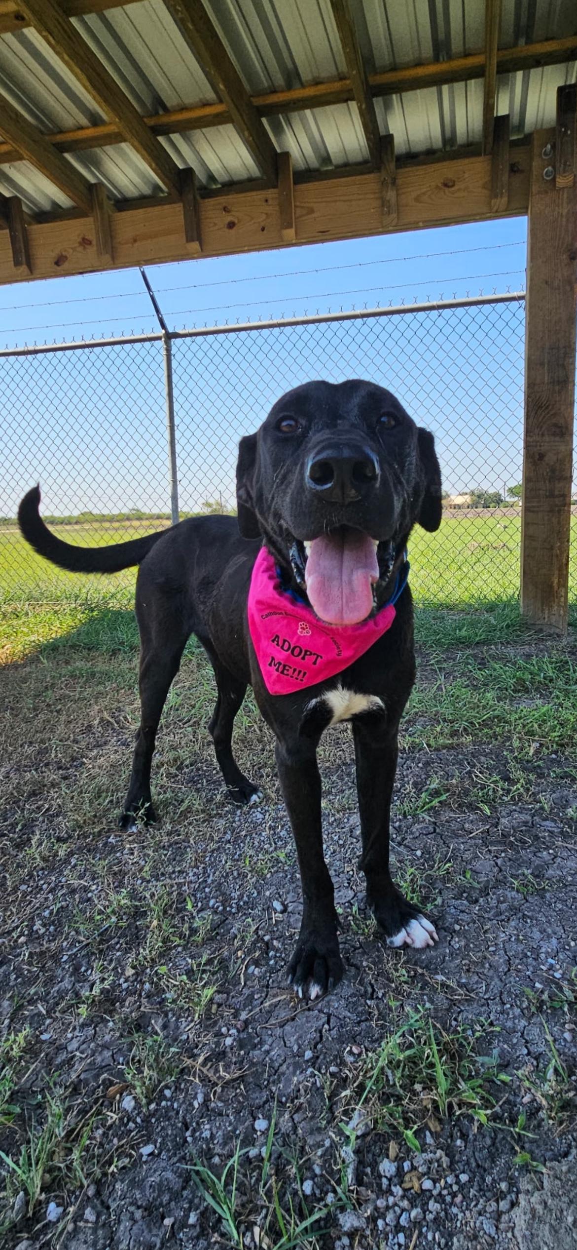 Enlarge Emma, an adopted mixed breed in Port Lavaca, TX image 1/3