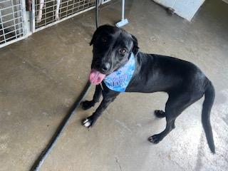 Emma, Adoptable, Young Female Black Labrador Retriever & Great Dane.