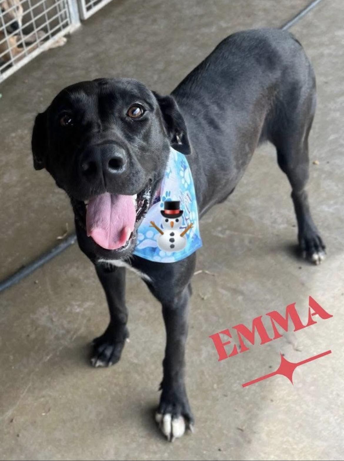 Enlarge Emma, an adopted mixed breed in Port Lavaca, TX image 2/3