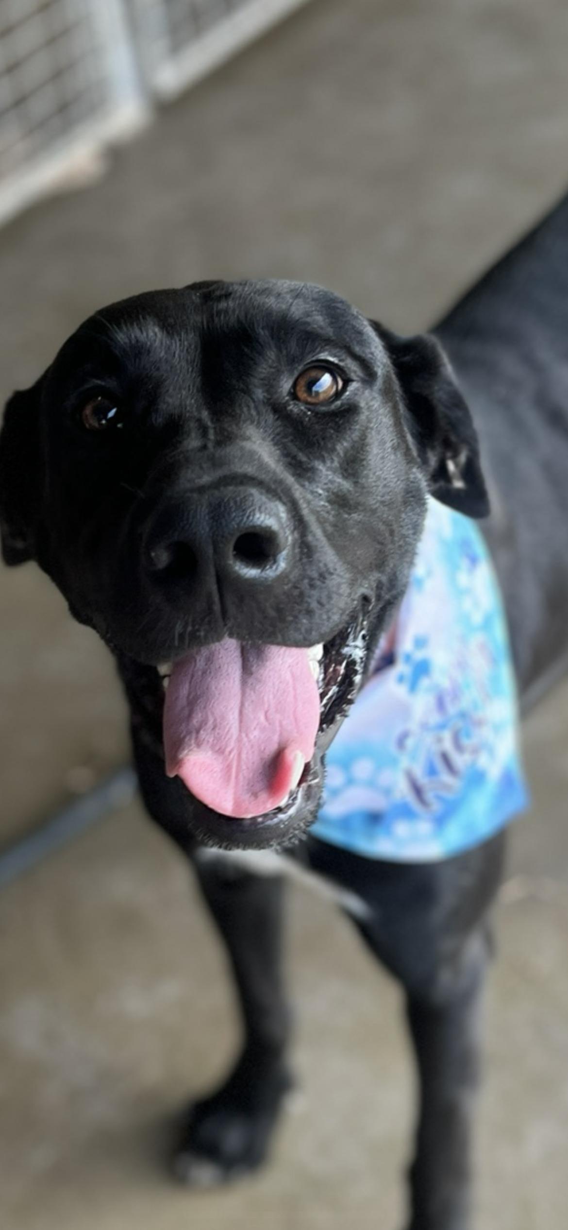 Emma, a Adoptable mixed breed in Port Lavaca, TX image 5/5