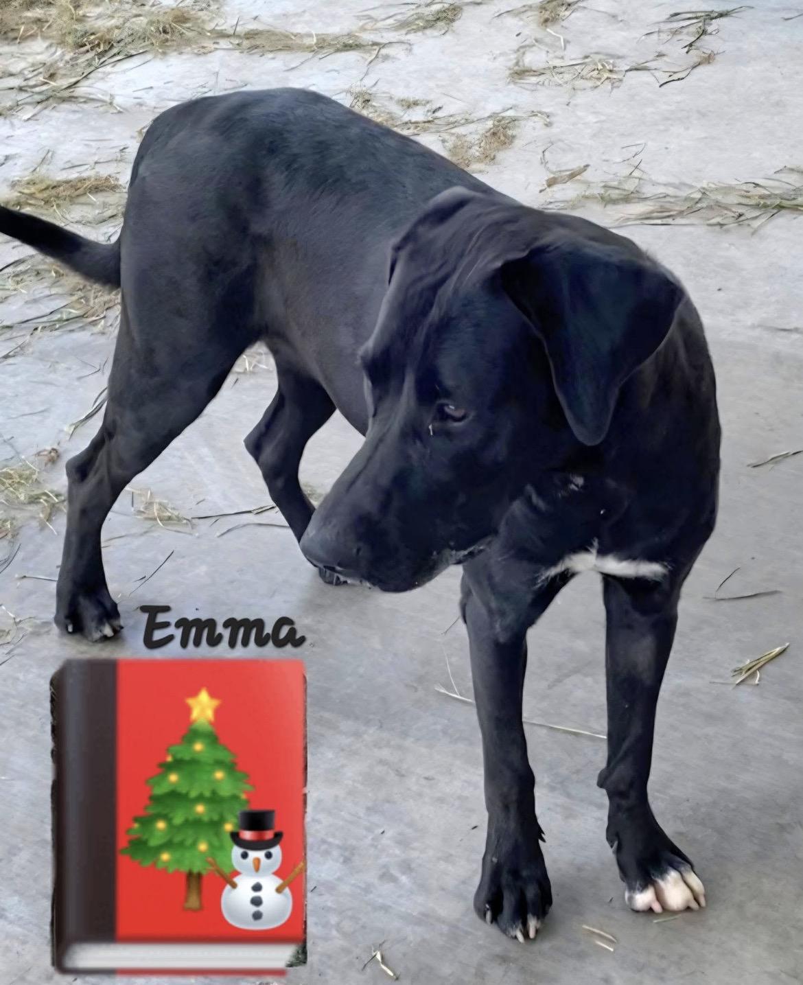 Enlarge Emma, an adopted mixed breed in Port Lavaca, TX image 3/3
