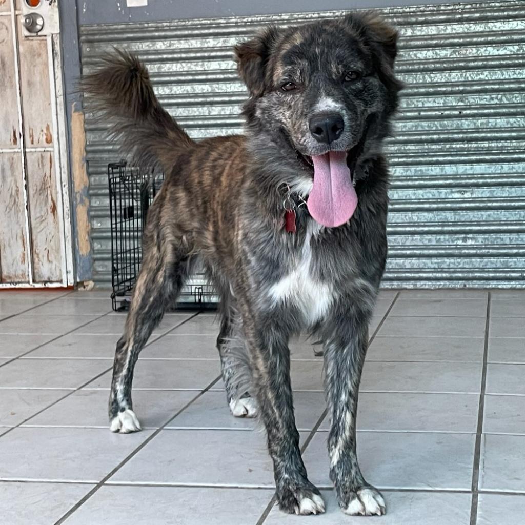 Chance — thumbnail 2