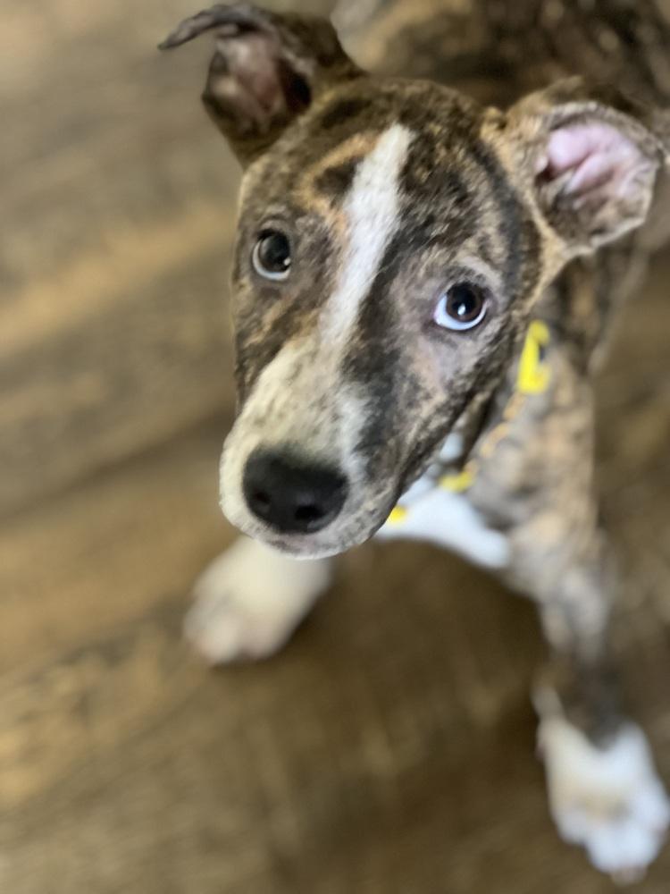Moana, Adopted, Puppy Female Australian Cattle Dog / Blue Heeler & Terrier.