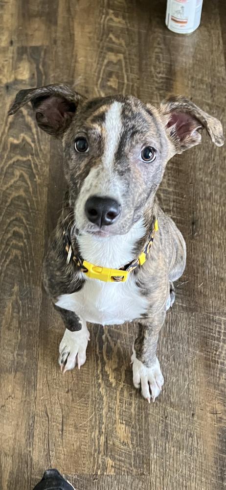 Enlarge Moana, a Adopted mixed breed in Wildomar, CA image 3/6