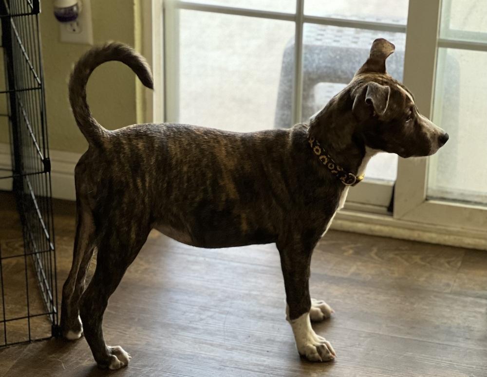 Enlarge Moana, a Adopted mixed breed in Wildomar, CA image 6/6