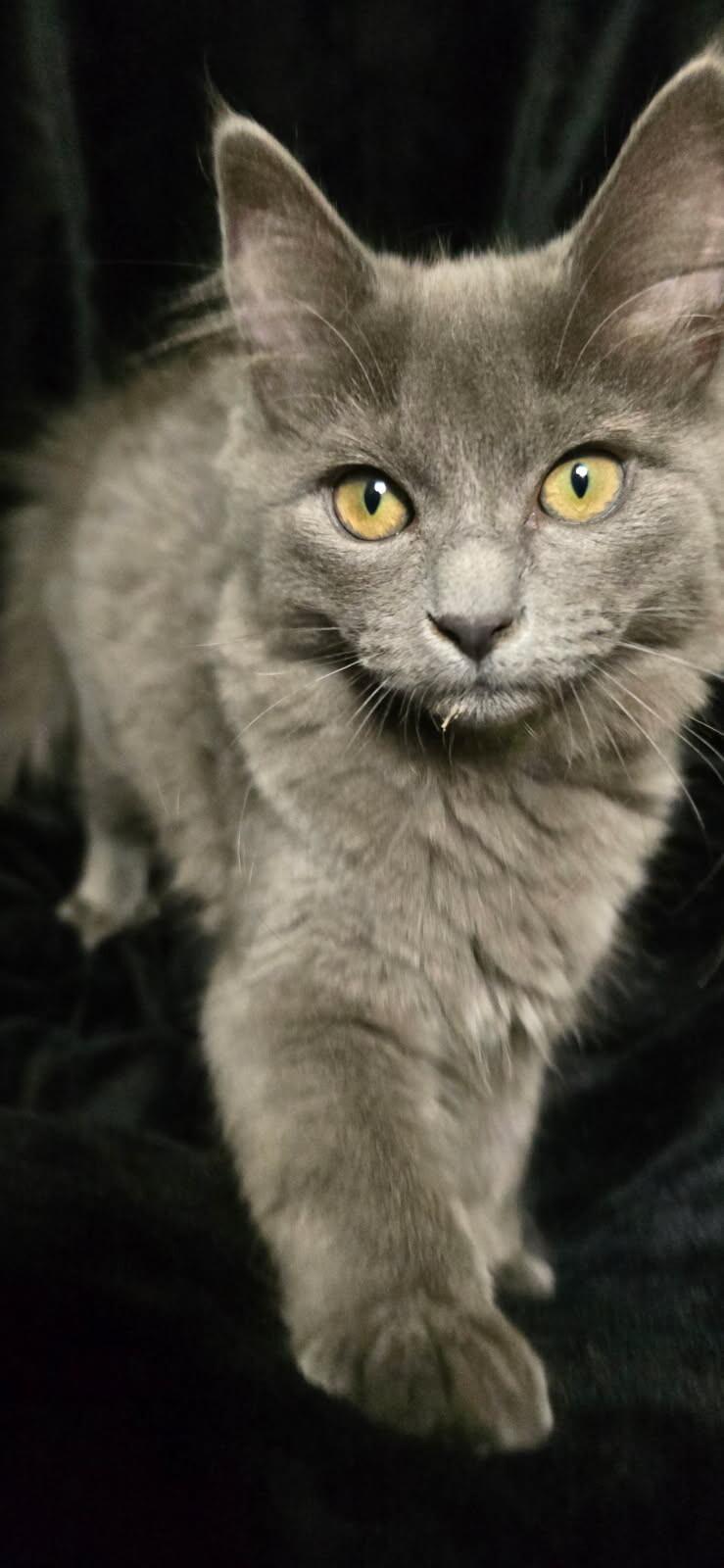 Enlarge Kenickie, a Adoptable Domestic Long Hair in Arlington, WA image 1/2