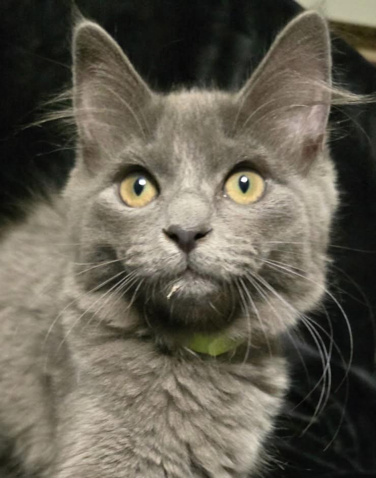 Enlarge Kenickie, a Adoptable Domestic Long Hair in Arlington, WA image 2/2