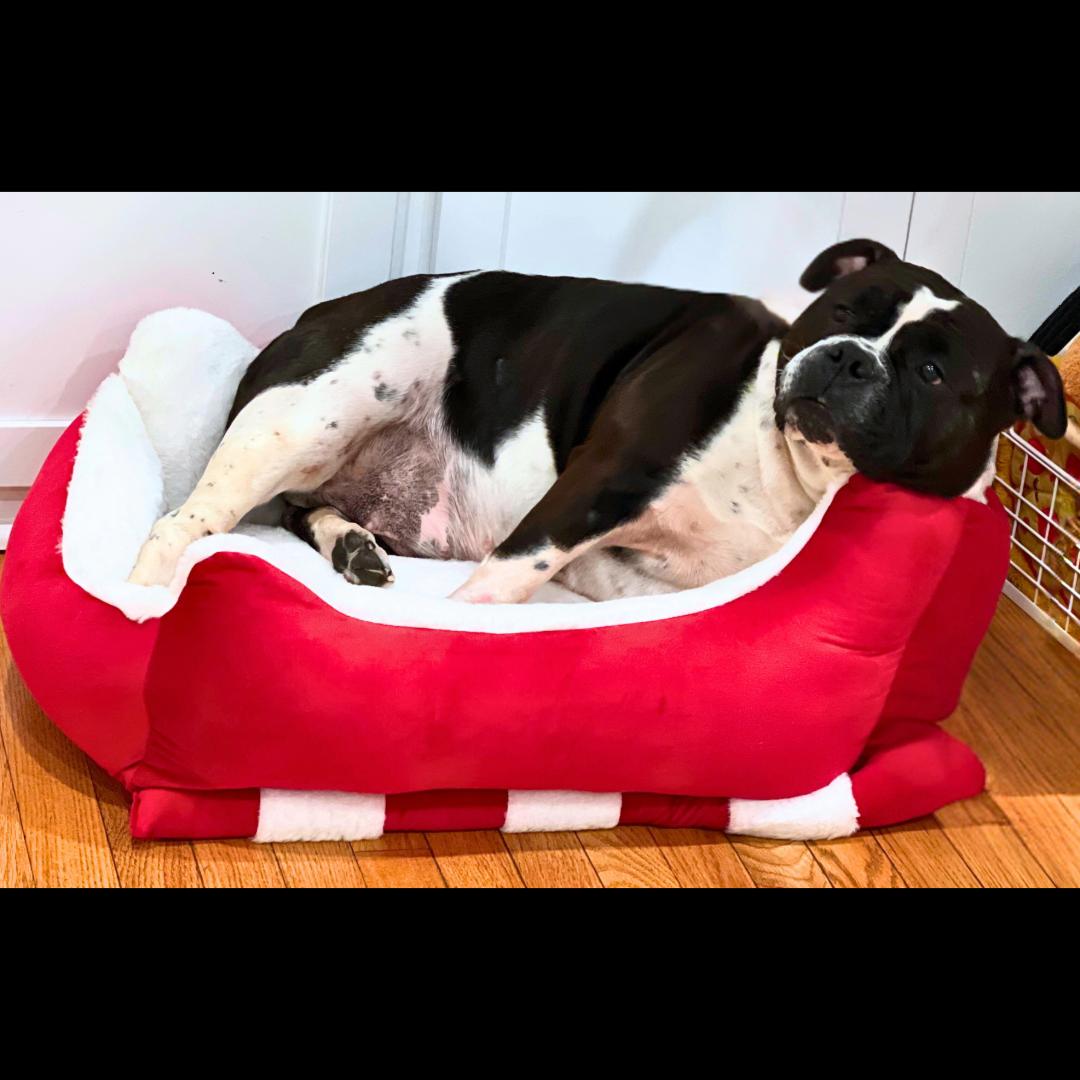 Tory Burch, a Adoptable mixed breed in Midlothian, VA image 2/6