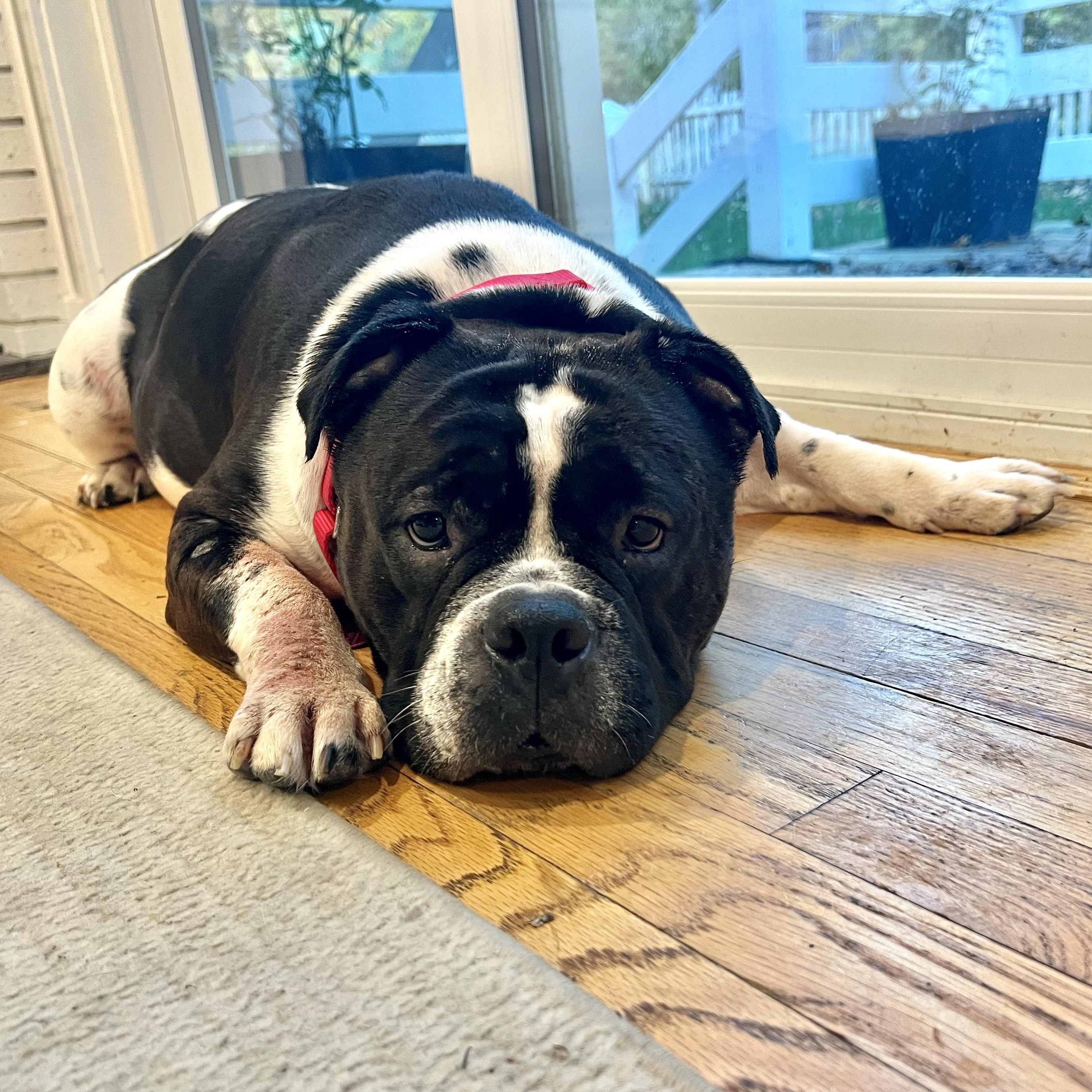 Tory Burch, a Adoptable mixed breed in Midlothian, VA image 3/6